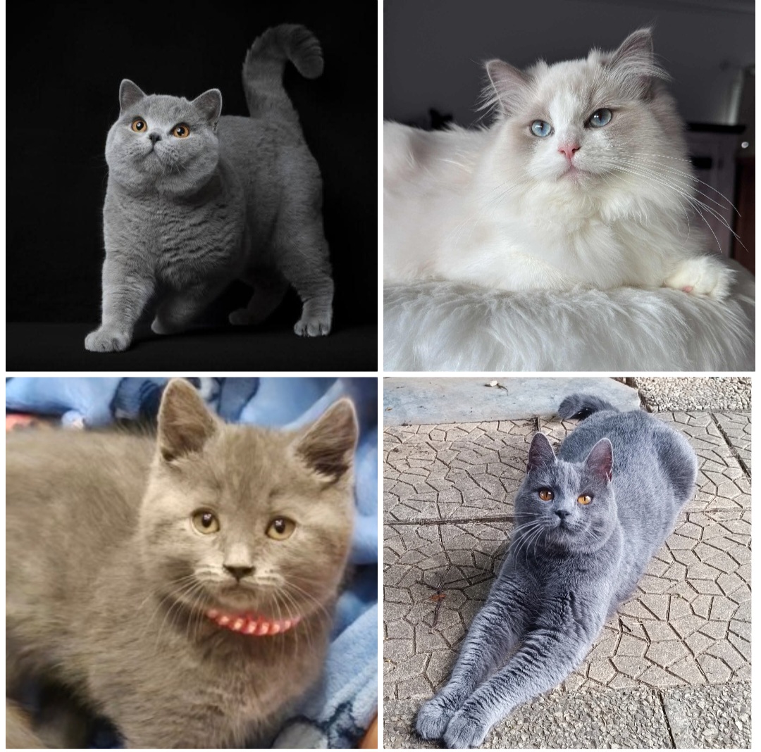 Exposition Féline Internationale