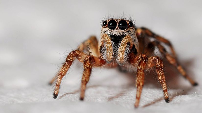 A la découverte des araignées